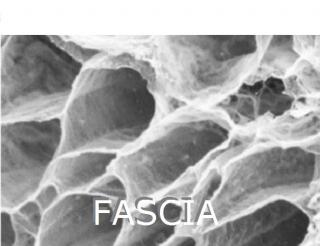 fascia25_.jpg