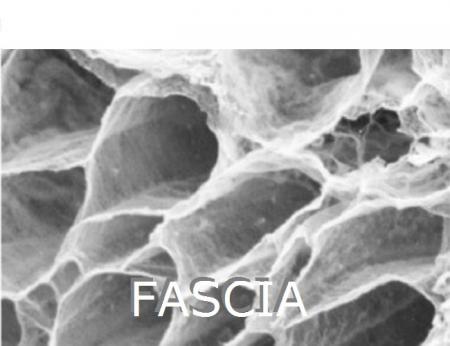 fascia25_.jpg